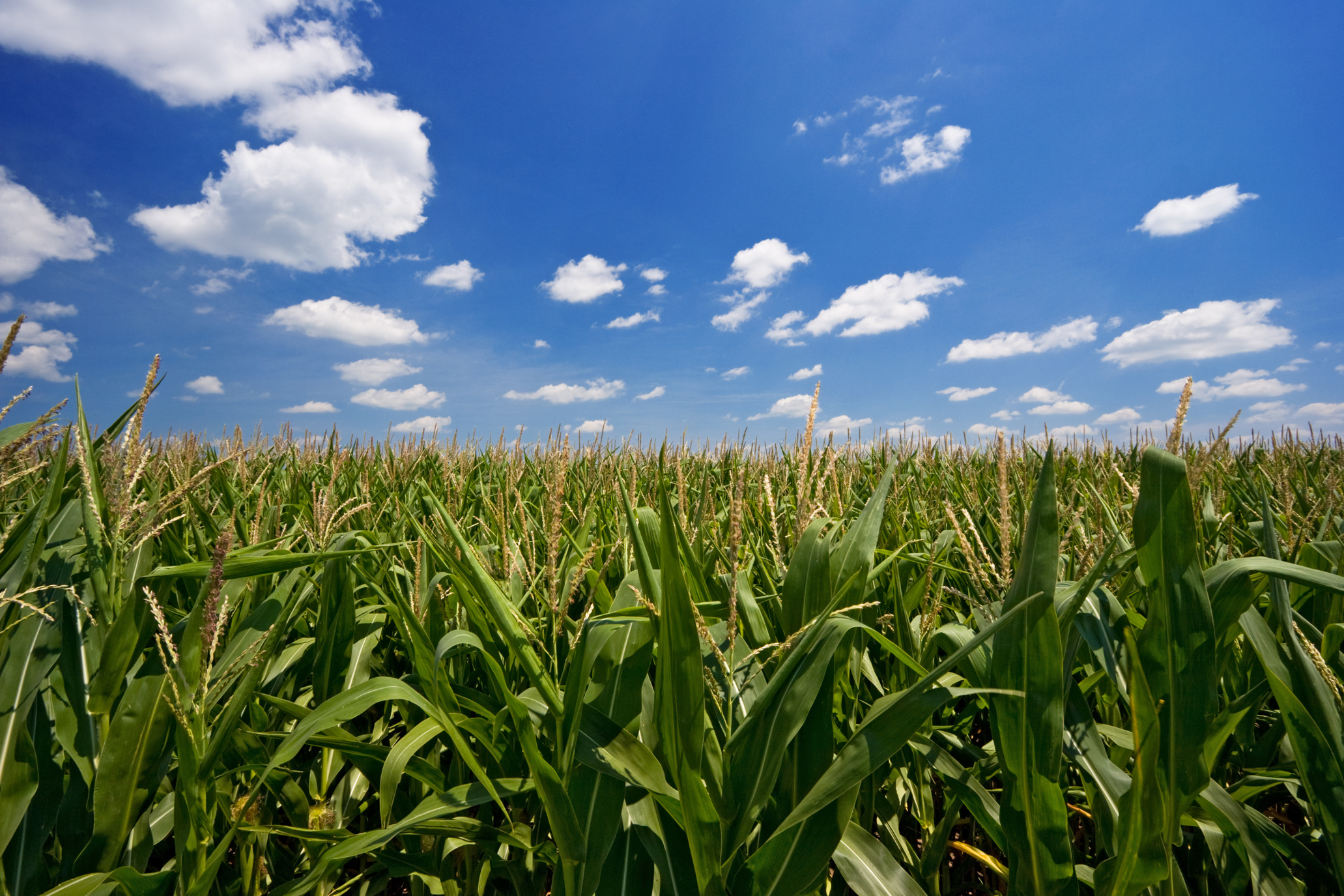 Iowa Cornfield